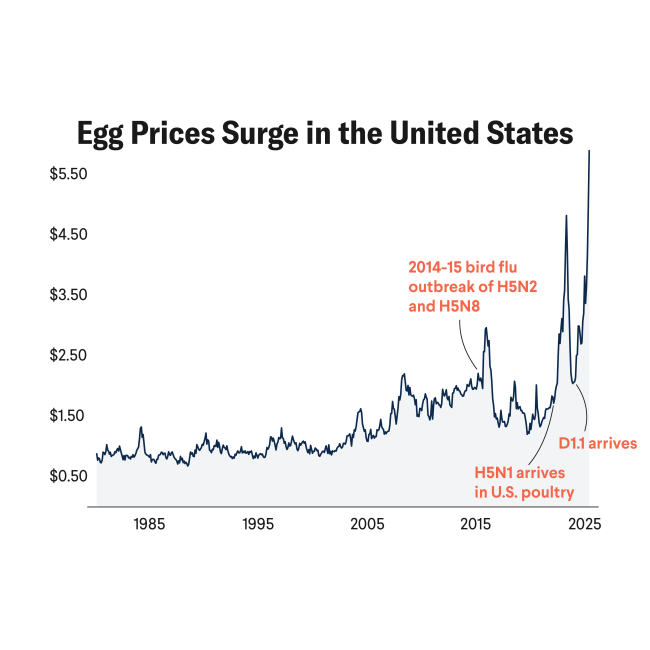 U.S. Egg Prices See Largest Jump Since 1980 as Bird Flu Outbreaks Continue
