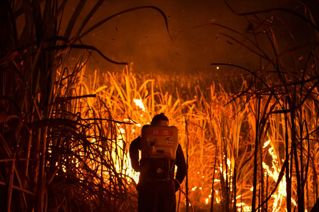 The Tangled Problem of Sugarcane Burning in Thailand