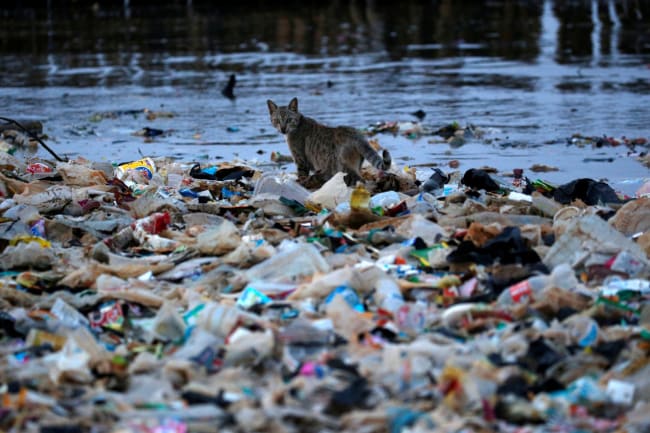Life in Plastic