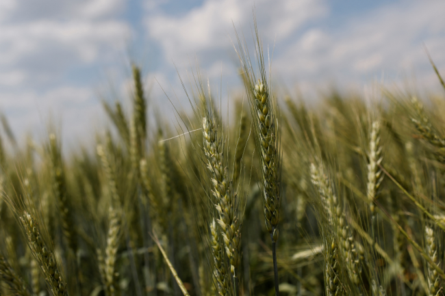 Seeds: An Unlikely Casualty of the War in Ukraine