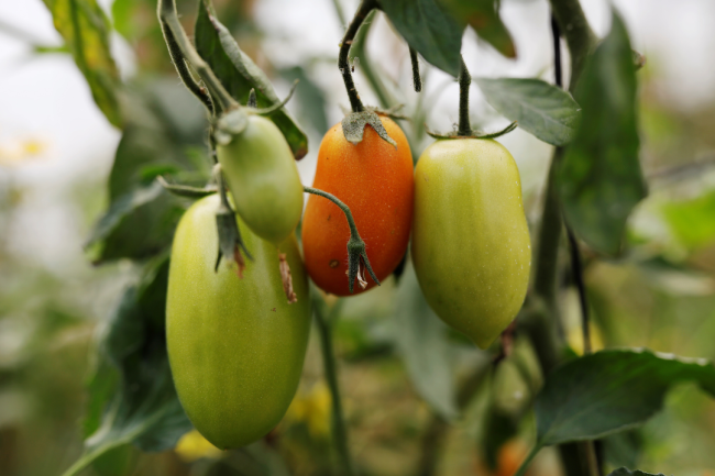 Growing Beyond Cultural Barriers in Guatemala