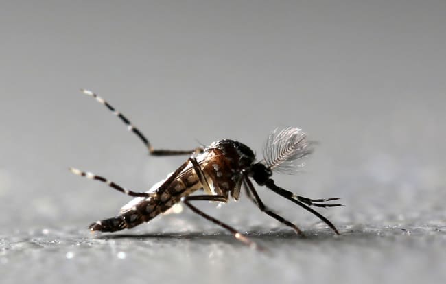 America&#039;s Battle Against Mosquito-Borne Diseases