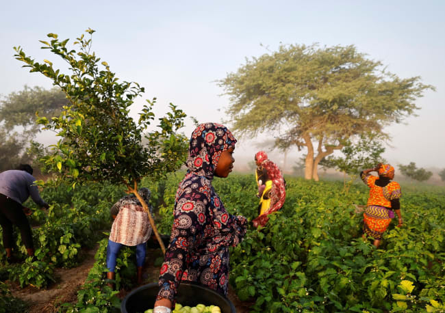 Transforming the Global Food System for Better Health