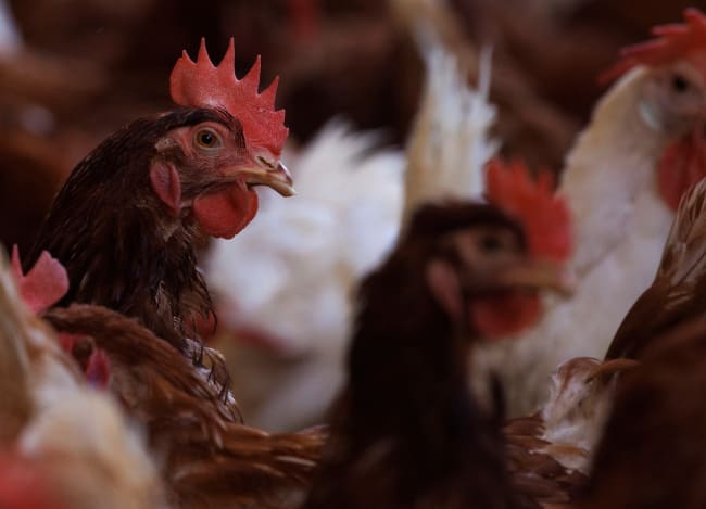 Course Correcting the U.S. Response to Bird Flu