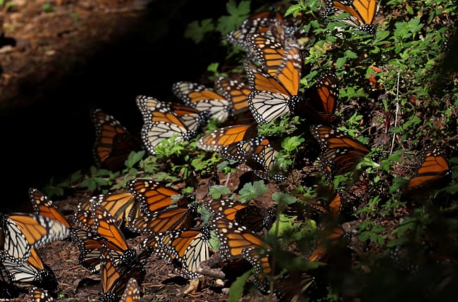 Mexico's Shared Fate in the Absence of Trees