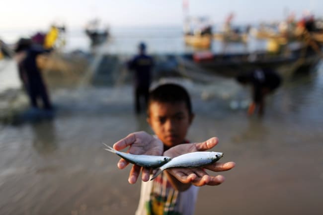 Small Fish: Big Nutritional Impact