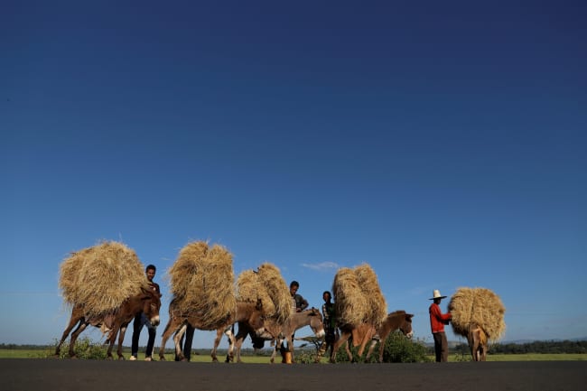 Nutrition for Growth: A Crossroads for Ethiopia&#039;s Healthy Future