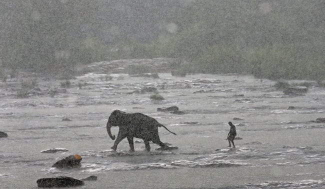 Elephant in the Room: How Humans Harm Animal Health