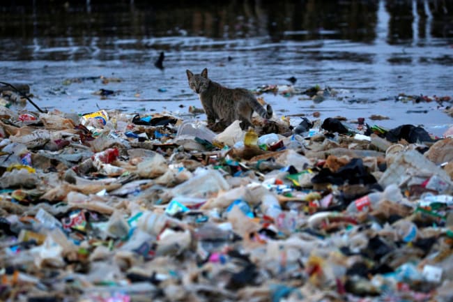 Life in Plastic