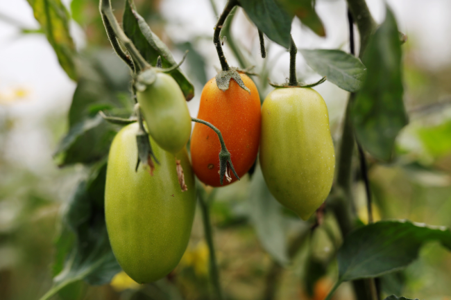 Growing Beyond Cultural Barriers in Guatemala