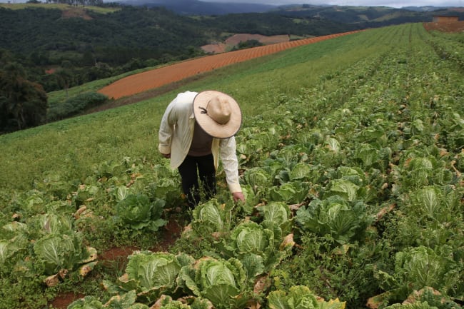 What Brazil's "Poison Package" Means for Global Food Supplies