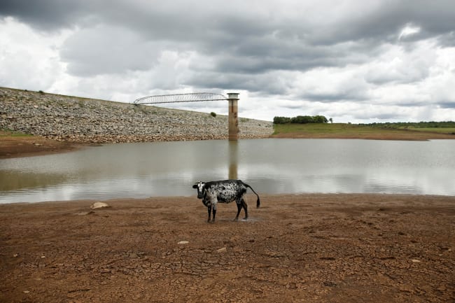 In Parched Zimbabwe, Climate Change Pushes Tsetse to New Areas
