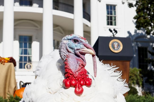How Avian Flu Will Affect Your Thanksgiving