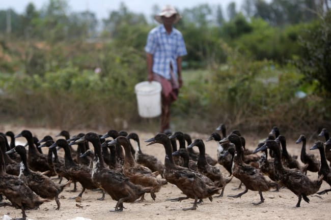 Avian Flu in Cambodia