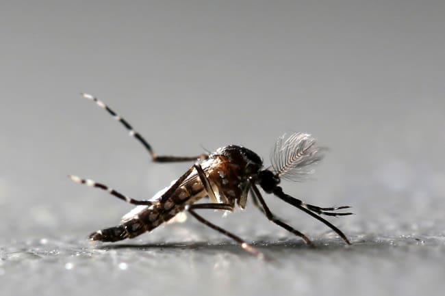 America&#039;s Battle Against Mosquito-Borne Diseases