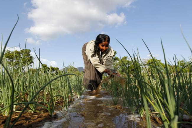 The Mysterious Kidney Illness Rising Among Sri Lankan Farmers