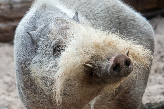 Aporkalypse Now: Bearded Pigs Face Environmental Peril