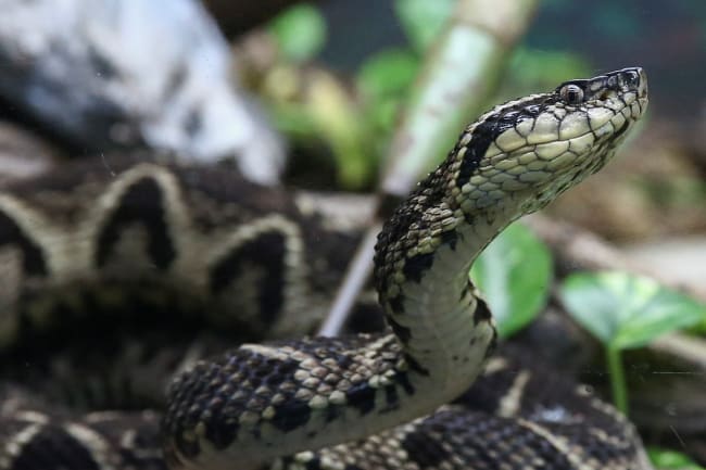 The Mathematical Solution to Snakebites