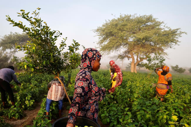 Transforming the Global Food System for Better Health
