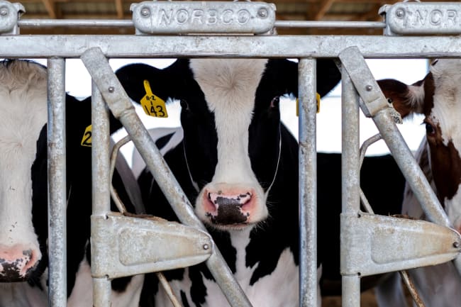 Cattle Veterinarians Express Confusion over U.S. Response to Bird Flu