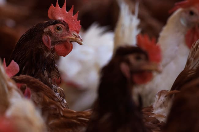 Course Correcting the U.S. Response to Bird Flu