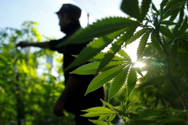 A farmer checks marijuana plants before a harvest festival to showcase farms that have been converted to produce medicinal cannabis.