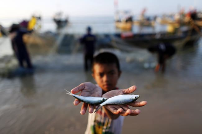 Small Fish: Big Nutritional Impact