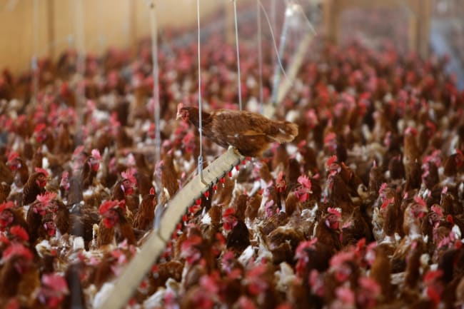 H5N1 Demands Coordination, Not Confusion