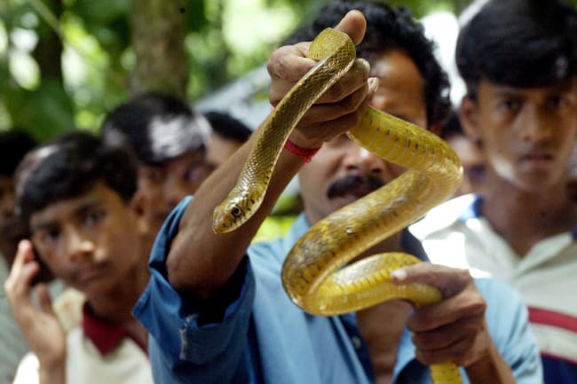 An Antivenom Plan for India