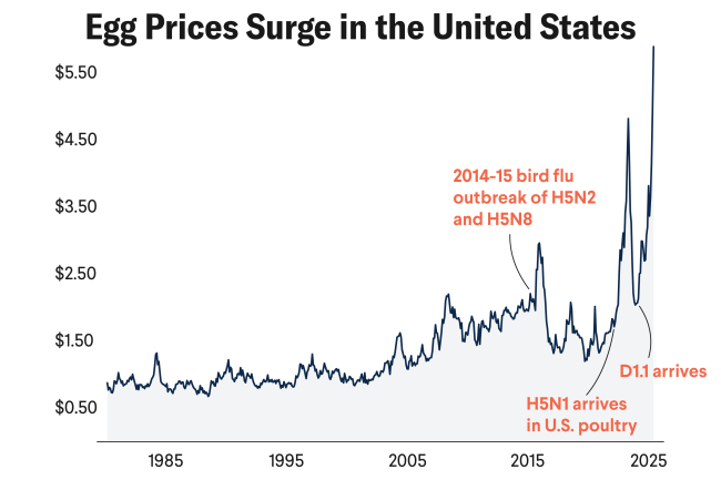 U.S. Egg Prices See Largest Jump Since 1980 as Bird Flu Outbreaks Continue
