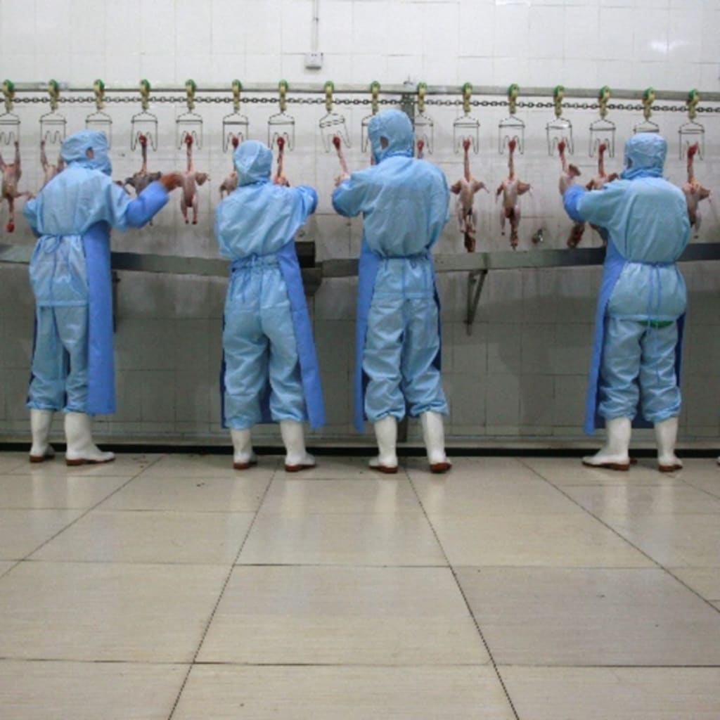 China chicken factory