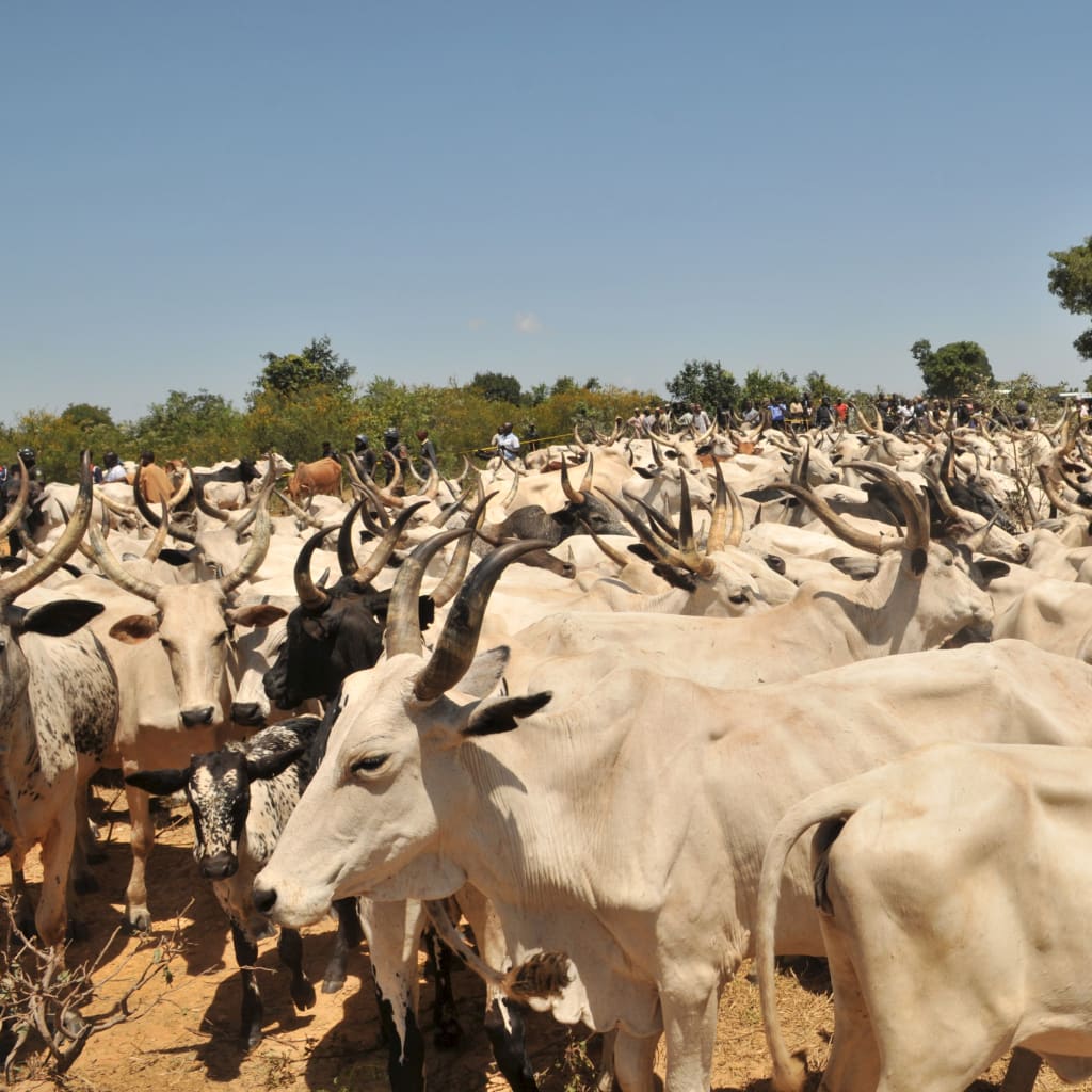 <p>Some 224 stolen cows and 24 sheep recovered by Kano police from cattle rustlers, being returned in Kano State, Nigeria, October 23, 2015.</p>
