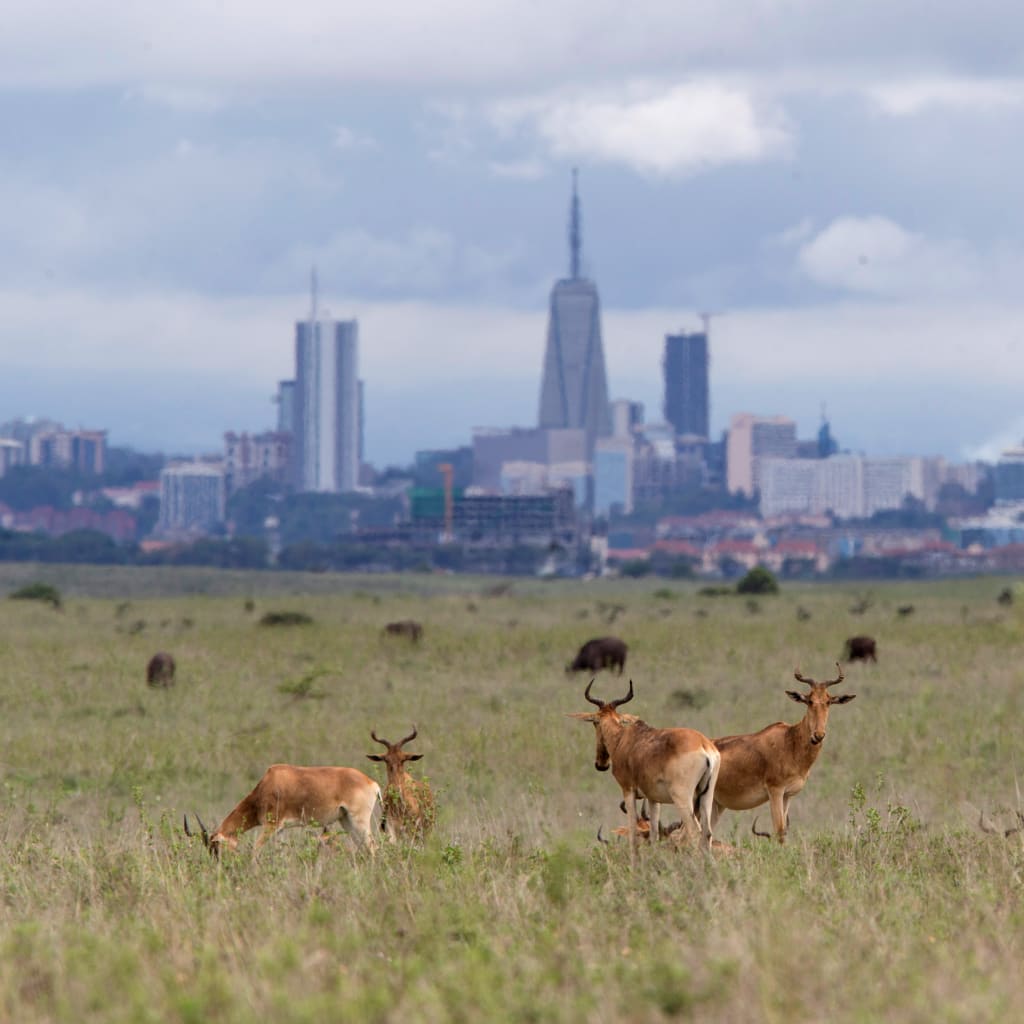 <p>The Nairobi skyline is seen in the background as Hartebeests graze at the Nairobi National Park near Nairobi, Kenya May 12, 2017.</p>
