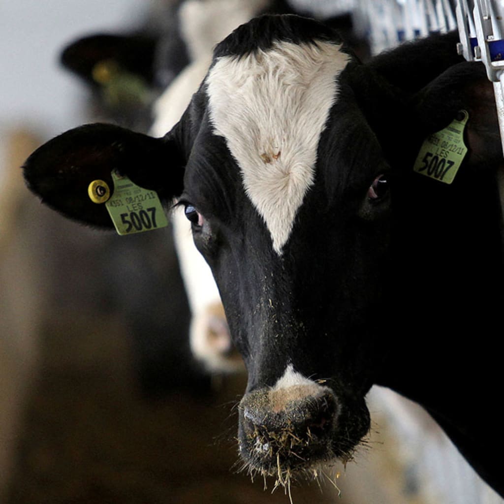 Hybrid DC Roundtable: The CDC Response to the Spread of H5N1 Avian Flu in Dairy Cows