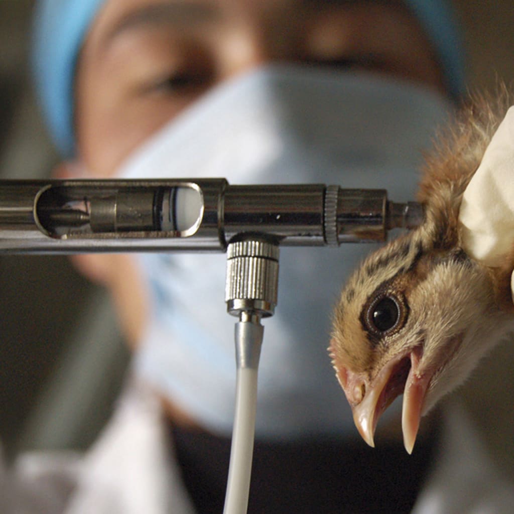 The Avian Flu Crisis and Its Global Ramifications