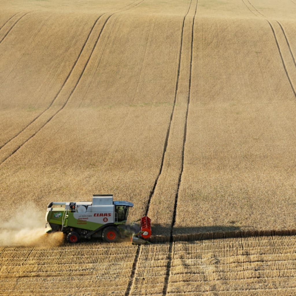 <p> A combine harvests wheat in a field near the village of Suvorovskaya in Stavropol Region, Russia</p>
