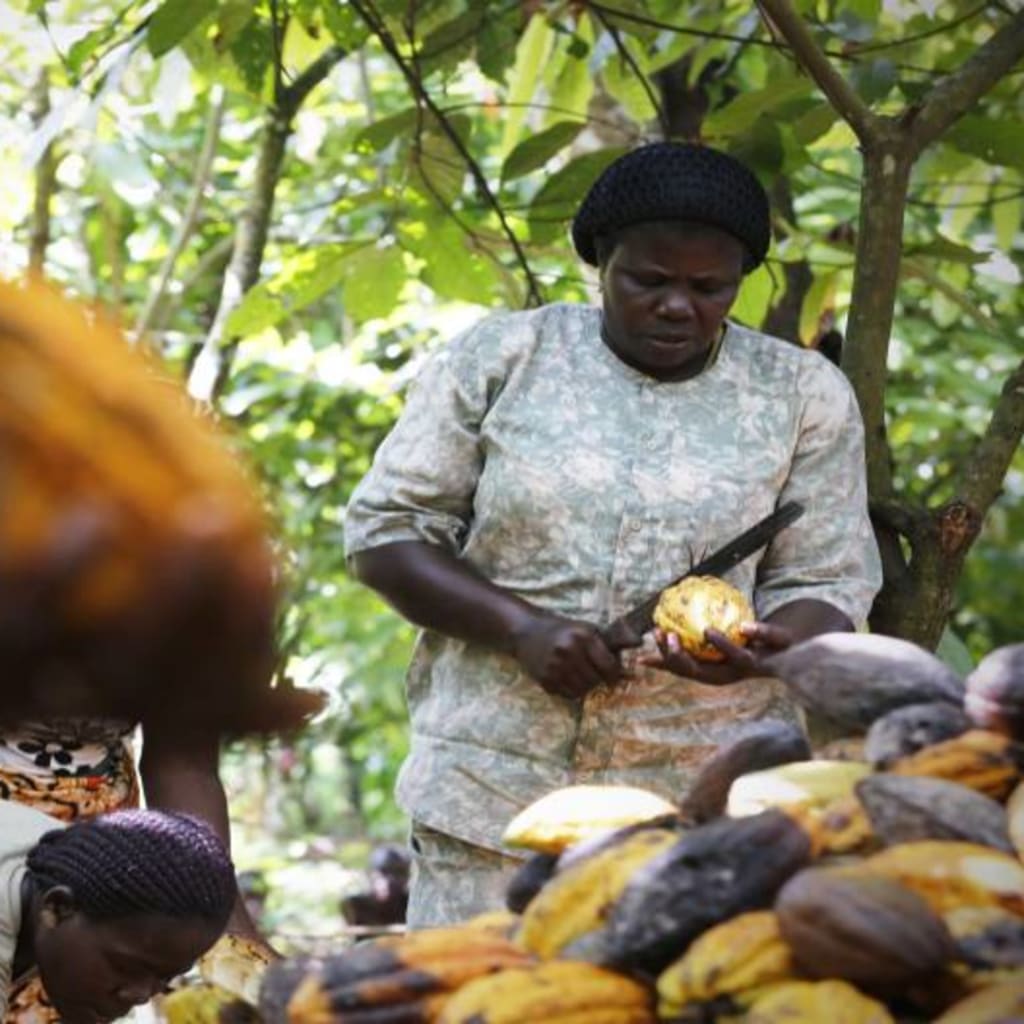 woman in cocoa fields entrepreneurship.jpg