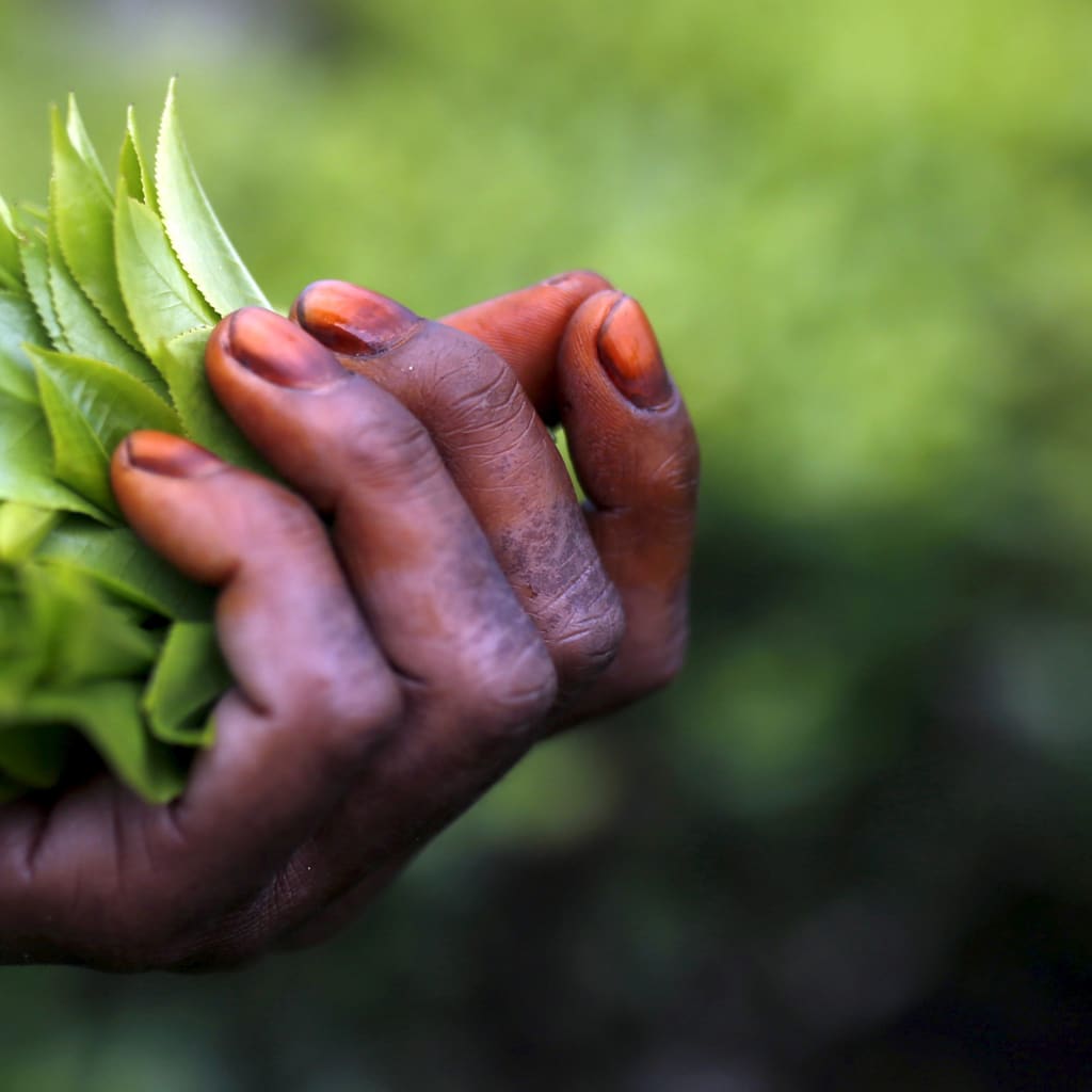 Dinner of Extinction: A Taste of Climate Action