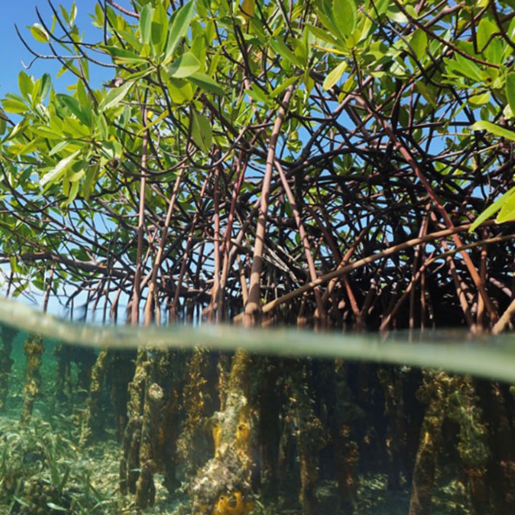 Building Climate Resilience