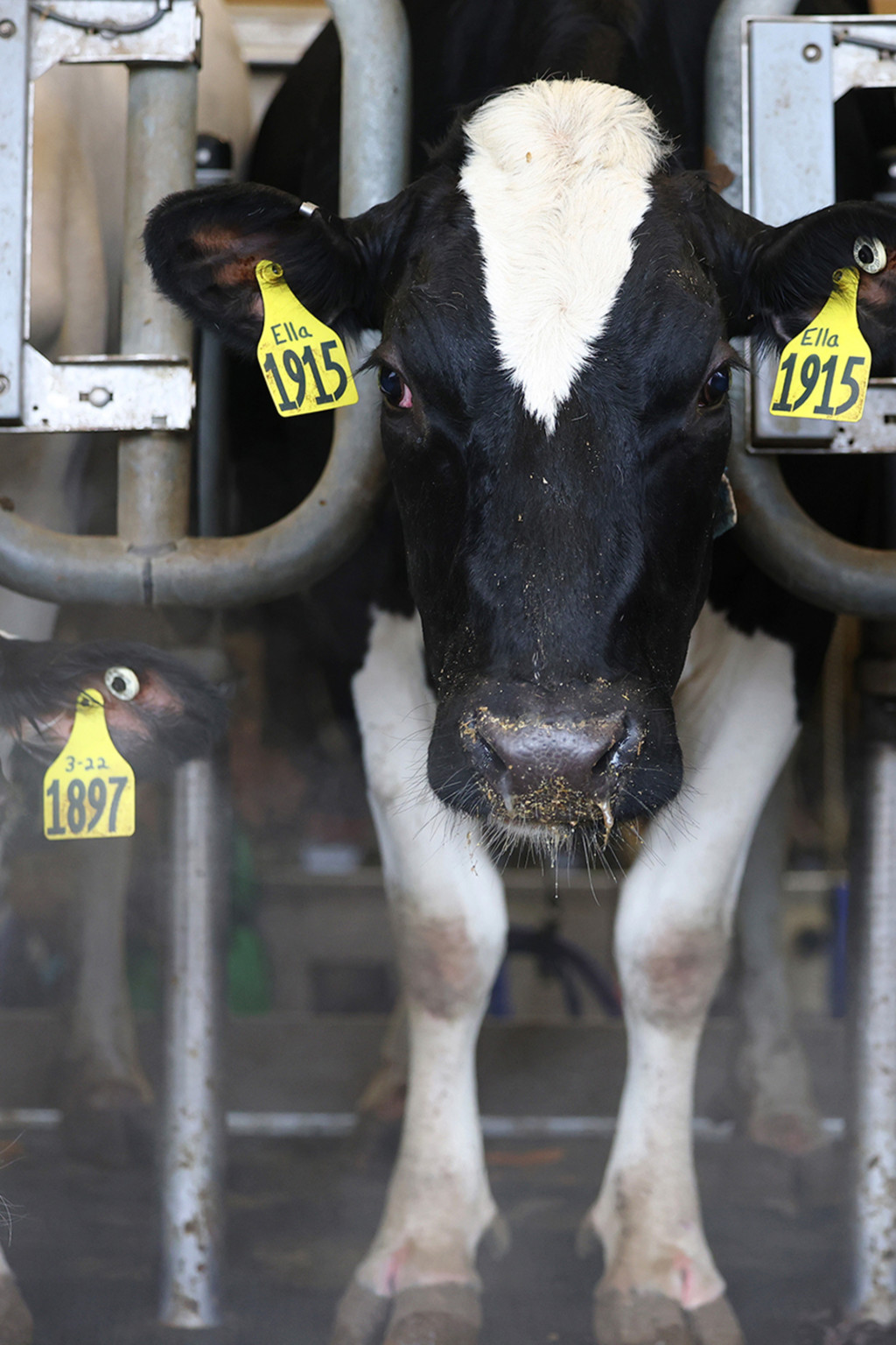 <p>In a spurt of avian flu cases in cows, the Agricluture Department is mandating milk testing.</p>
