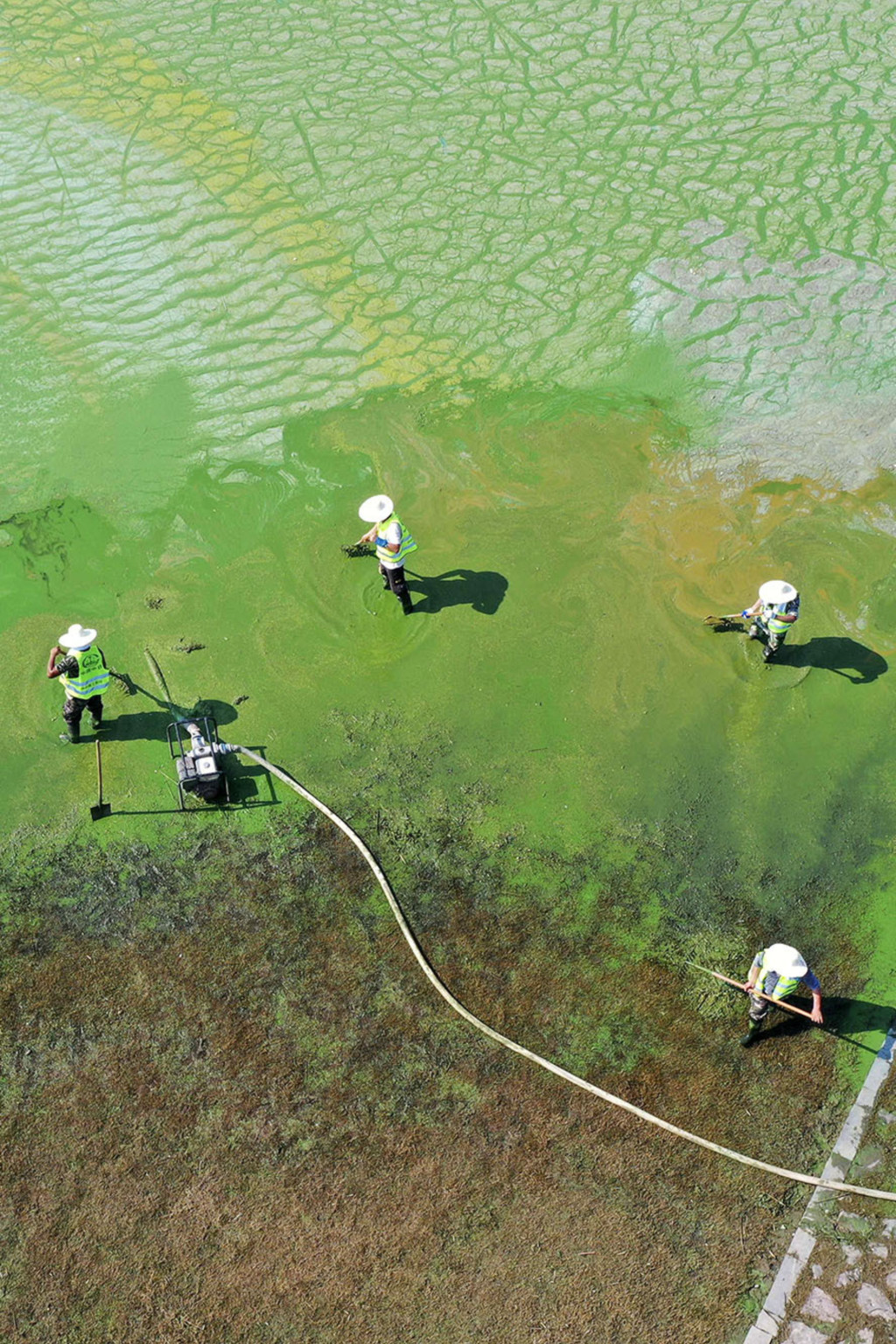 <p>Workers try to clear algae from a polluted lake in Anhui Province.</p>
