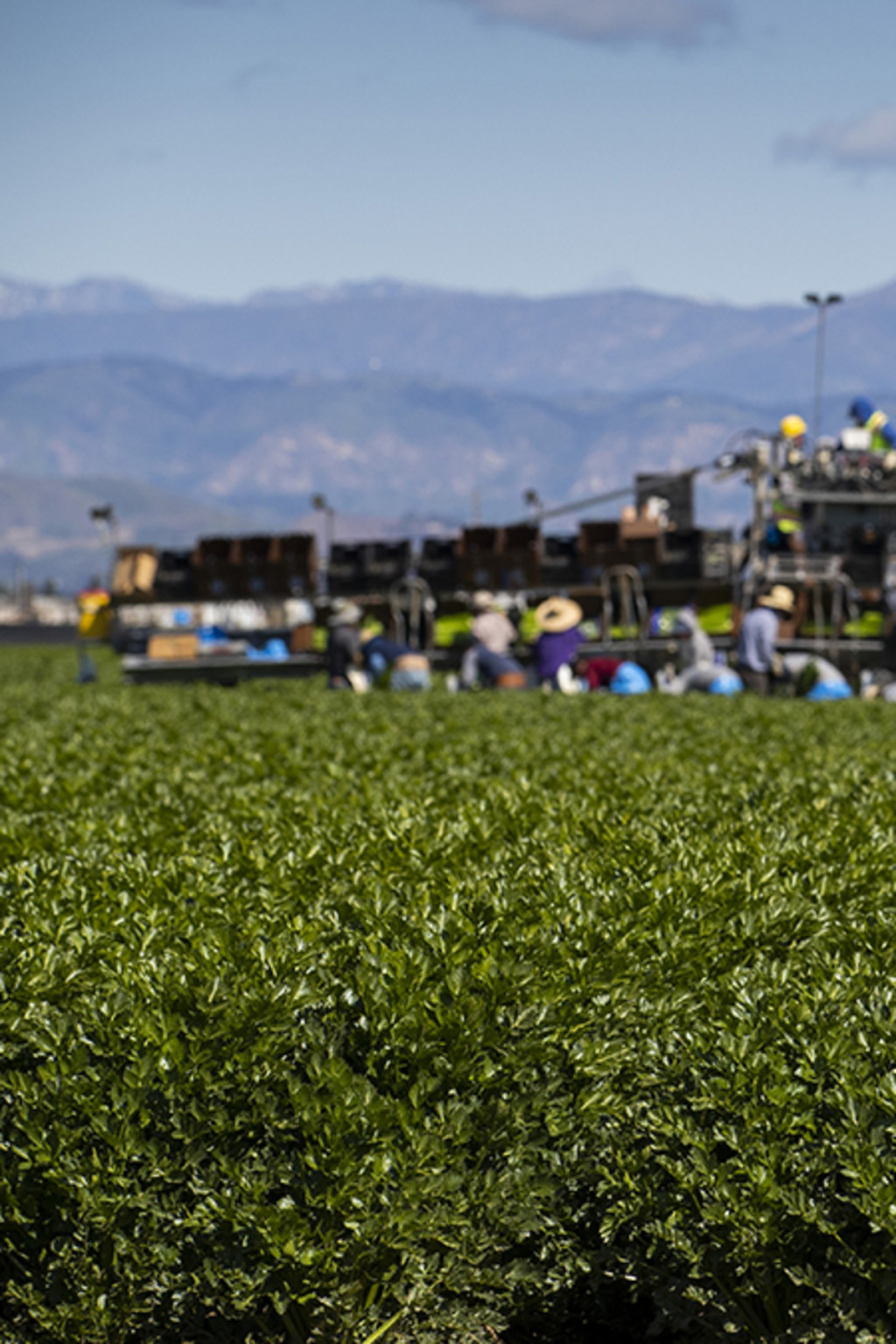 <p>Agricultural workers harvest celery in Oxnard, California, on March 26, 2020.</p>

