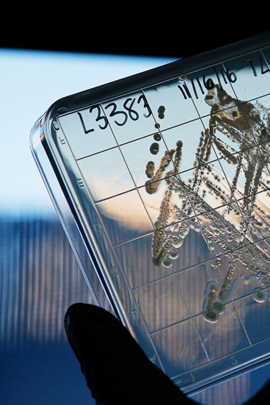 <p>A biotech researcher holds up a sample of the bacterium Eleftheria terrae.</p>
