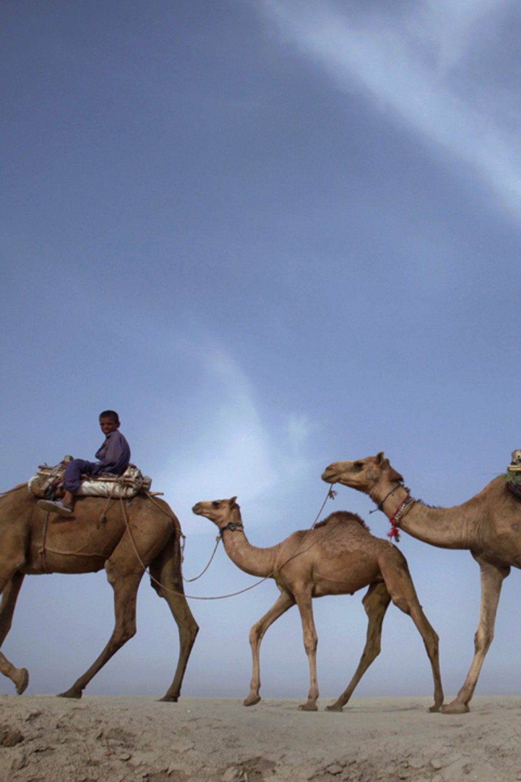 <p>A boy leads his family’s camels in Pakistan.</p>

