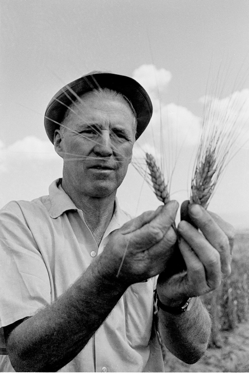 Nobel Peace Prize Winner Norman Borlaug looks at selected wheat stocks. AP Photo