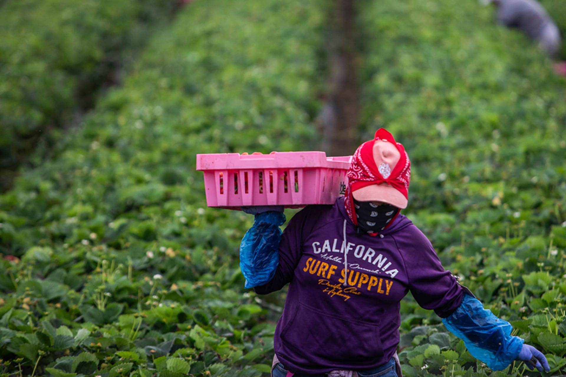 <p>A farmworker works in a strawberry field on June 12, 2025, in Oxnard, California. Anti-immigration crackdowns ordered by US President Donald Trump has seen federal authorities target factories and work sites since June 6.</p>
