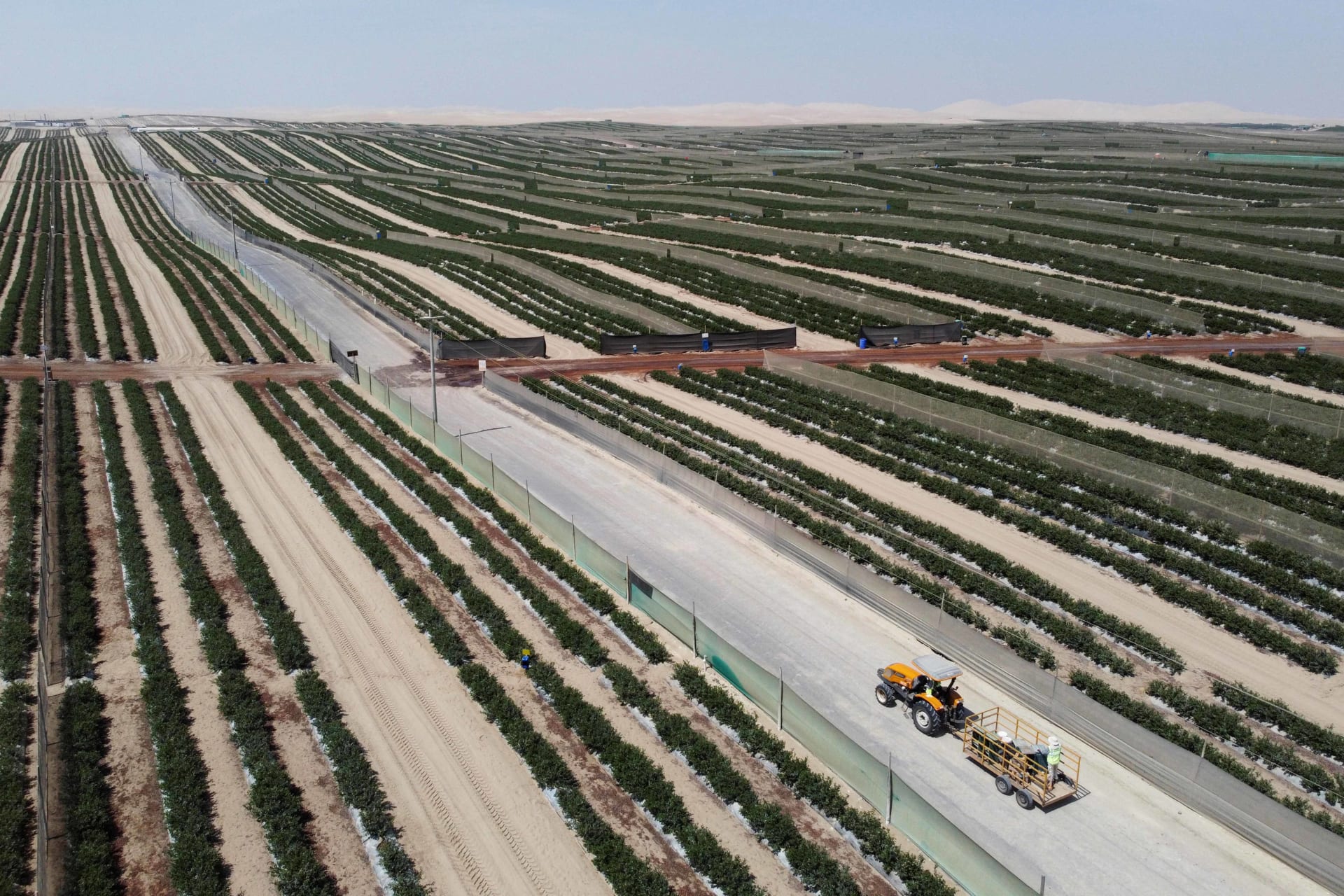 <p>A drone view shows a tractor being driven through blueberry fields at the Valley Pampa farm, a Peruvian blueberry producer and exporter, in Ica, Peru April 28, 2025.</p>
