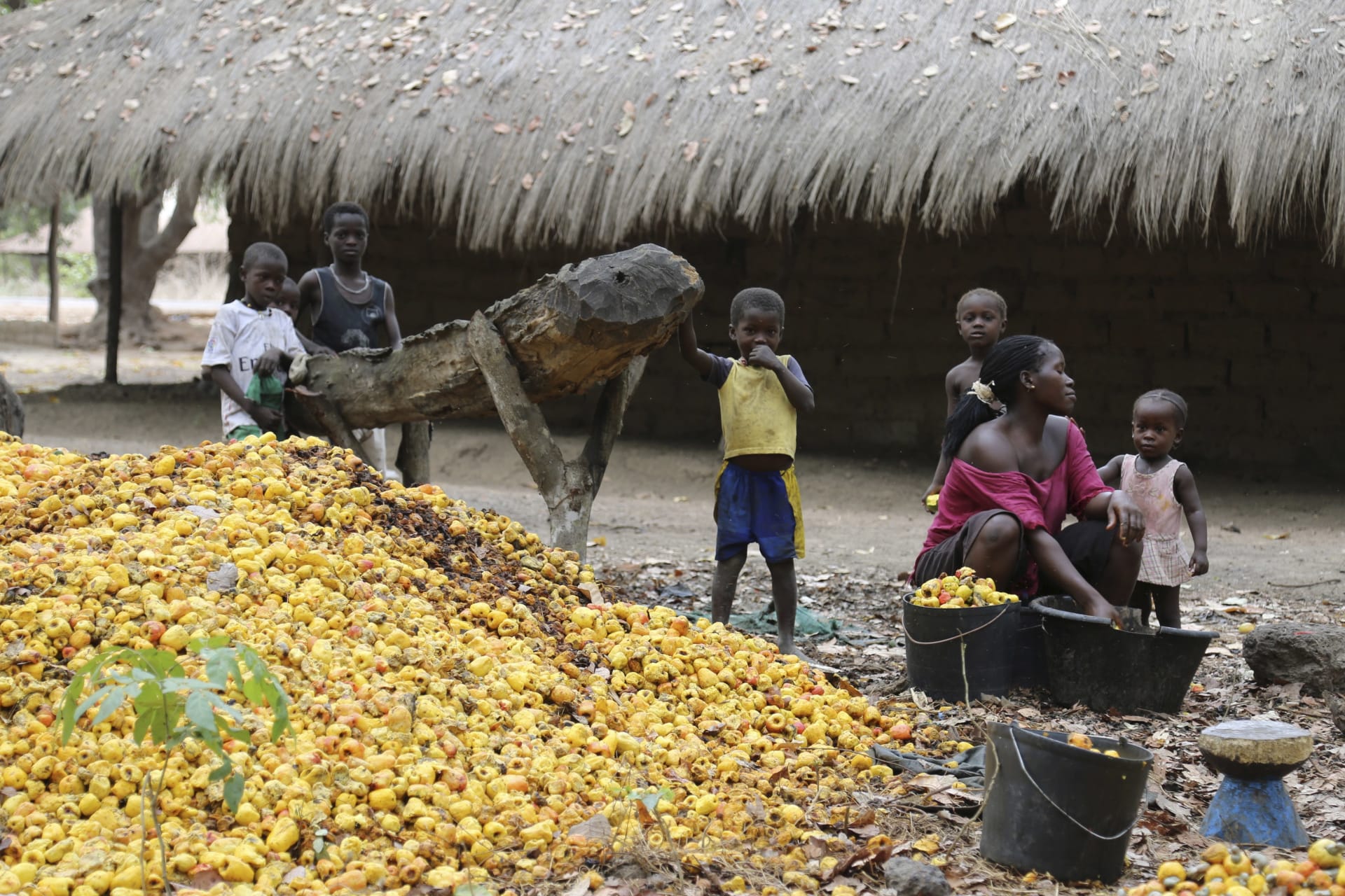 <p>A woman sorts through a pile of cashew nuts as children look on next to a farm owned by former Guinea Bissau army chief General Antonio Indjai outside Mansoa, Guinea-Bissau, May 8, 2015. </p>
