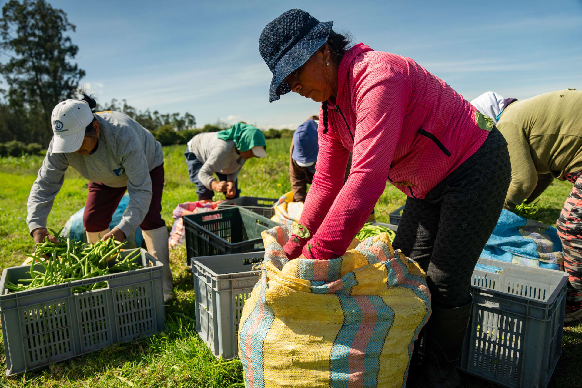 <p>Farmworkers sort, process, and bag green beans</p>
