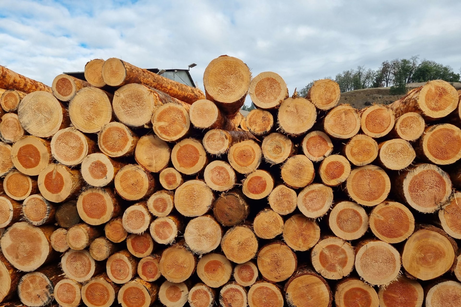 <p>Logs at the timber mill the RealEcon team visited in Oregon.</p>
